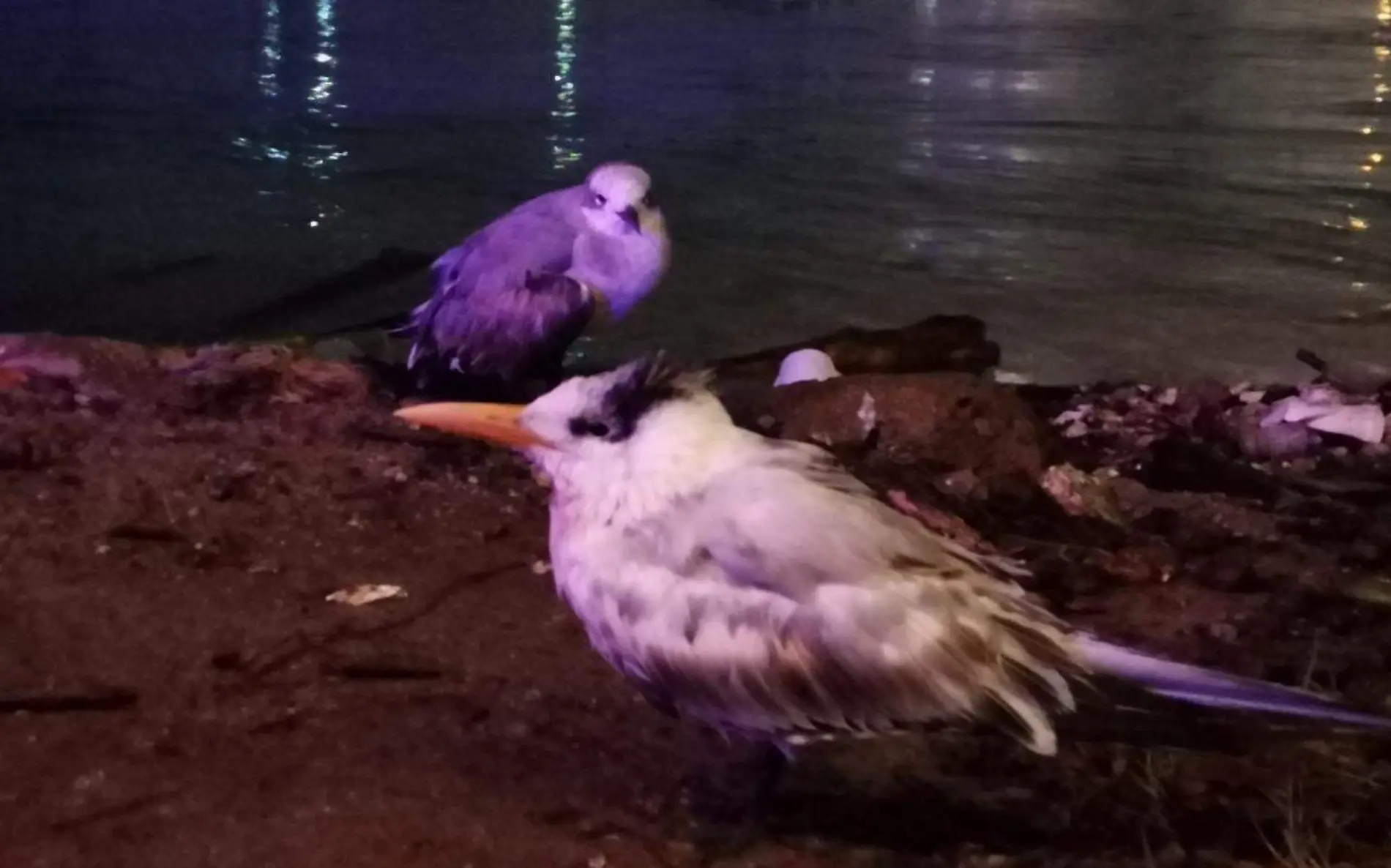 Las gaviotas que se encuentran en el Paso del Humo en Pueblo Viejo ya no pueden volar tras resultar lesionadas